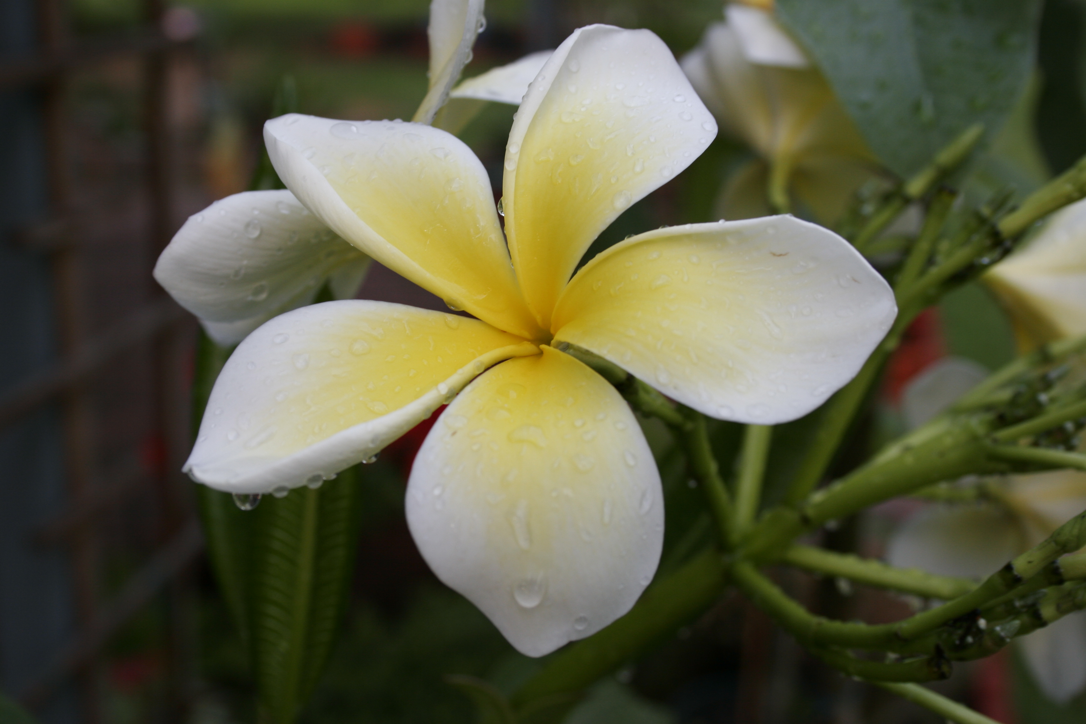Unknown White plumeria photo