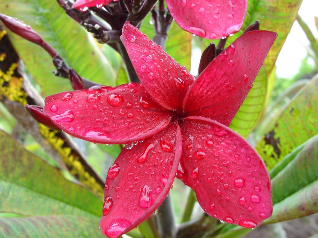 Vanessa do Brazil plumeria photo