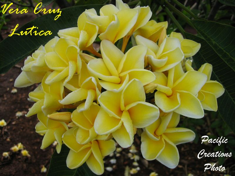 Vera Cruz Lutica plumeria photo