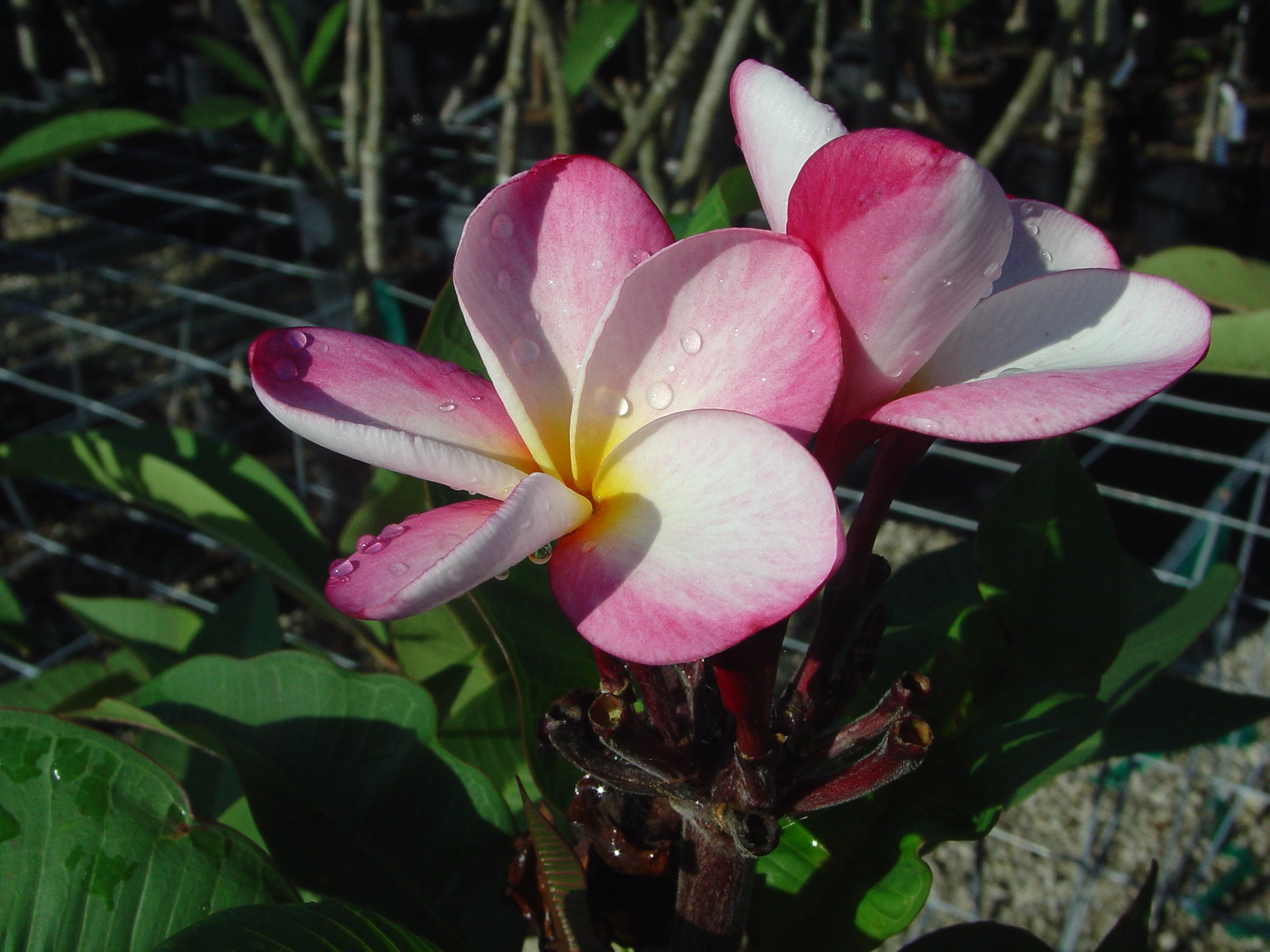 Veronica plumeria photo