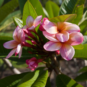 Valerie Irene plumeria