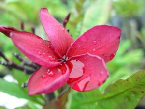 Vanessa do Brazil plumeria photo