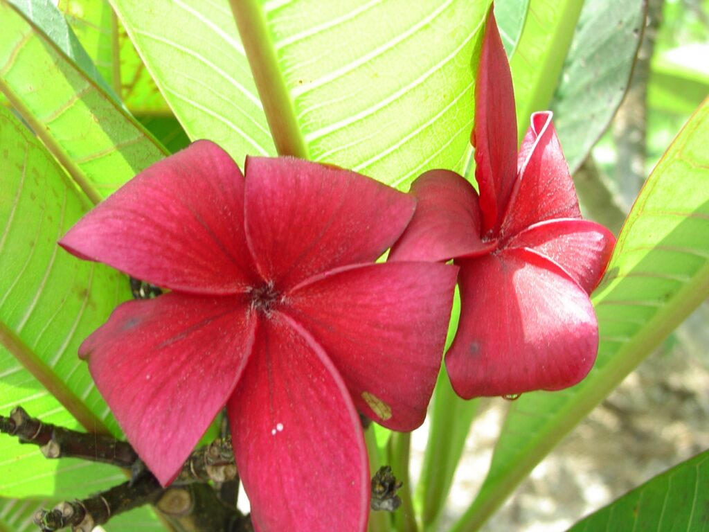 Vanessa do Brazil plumeria photo