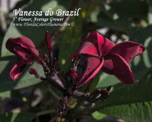 Vanessa do Brazil plumeria photo