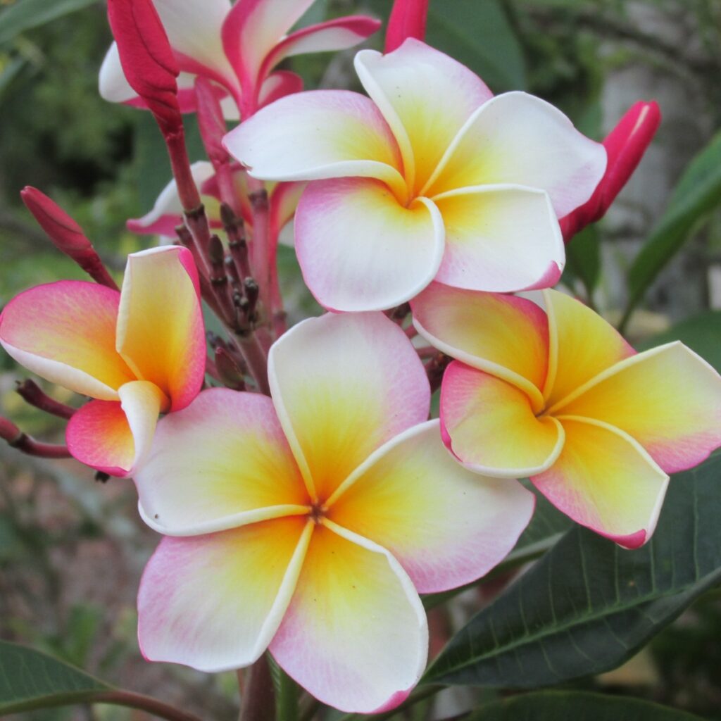 Ventiquattro plumeria photo