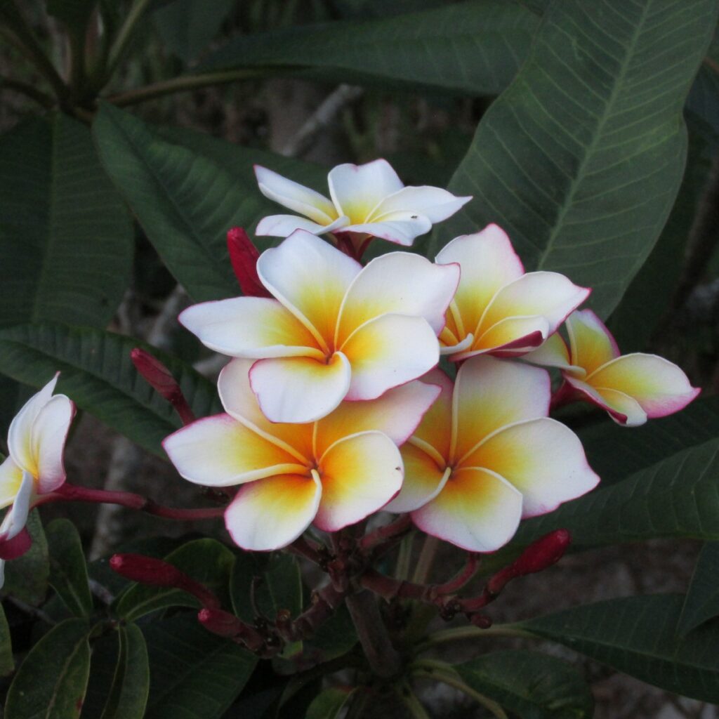 Ventiquattro plumeria photo