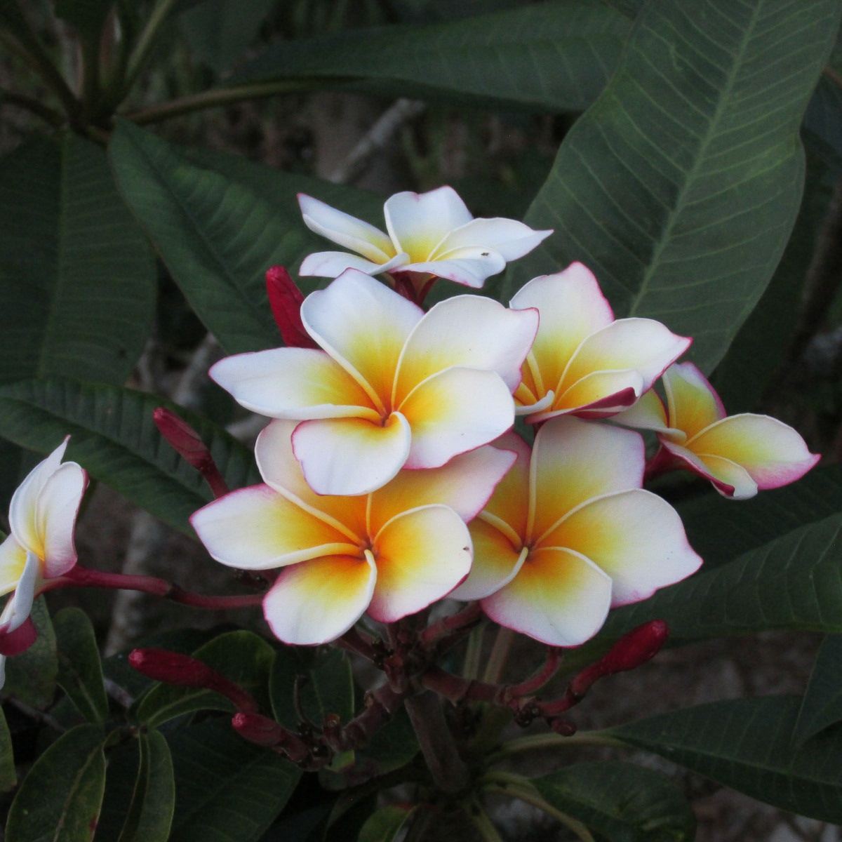 Ventiquattro plumeria photo