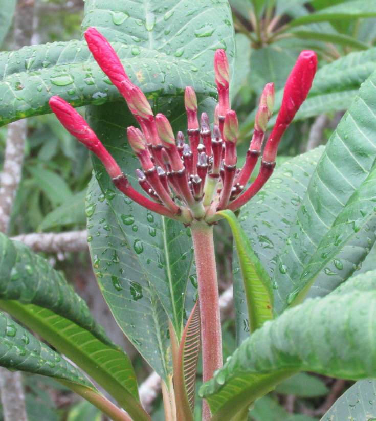 Ventiquattro plumeria photo