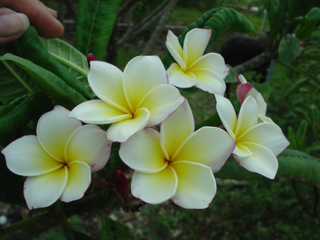 Ventiquattro plumeria photo