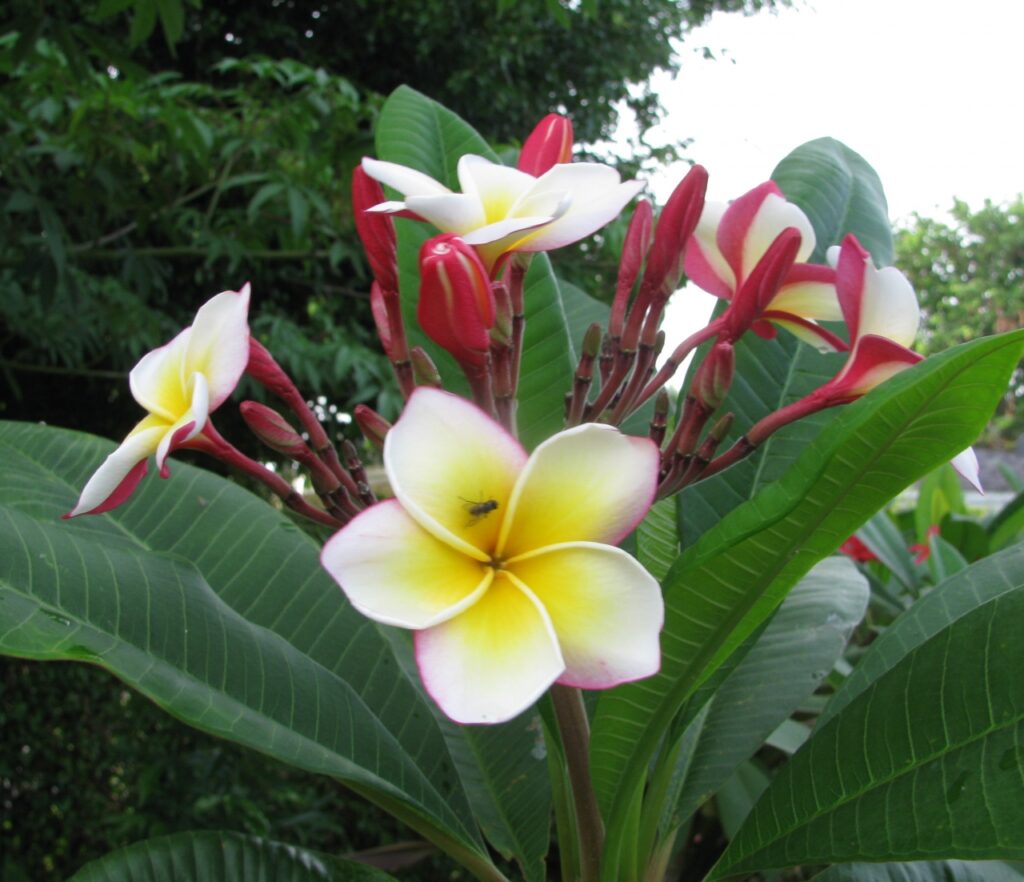 Ventiquattro plumeria photo