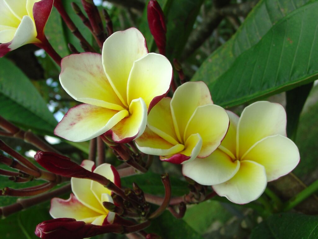 Ventiquattro plumeria photo