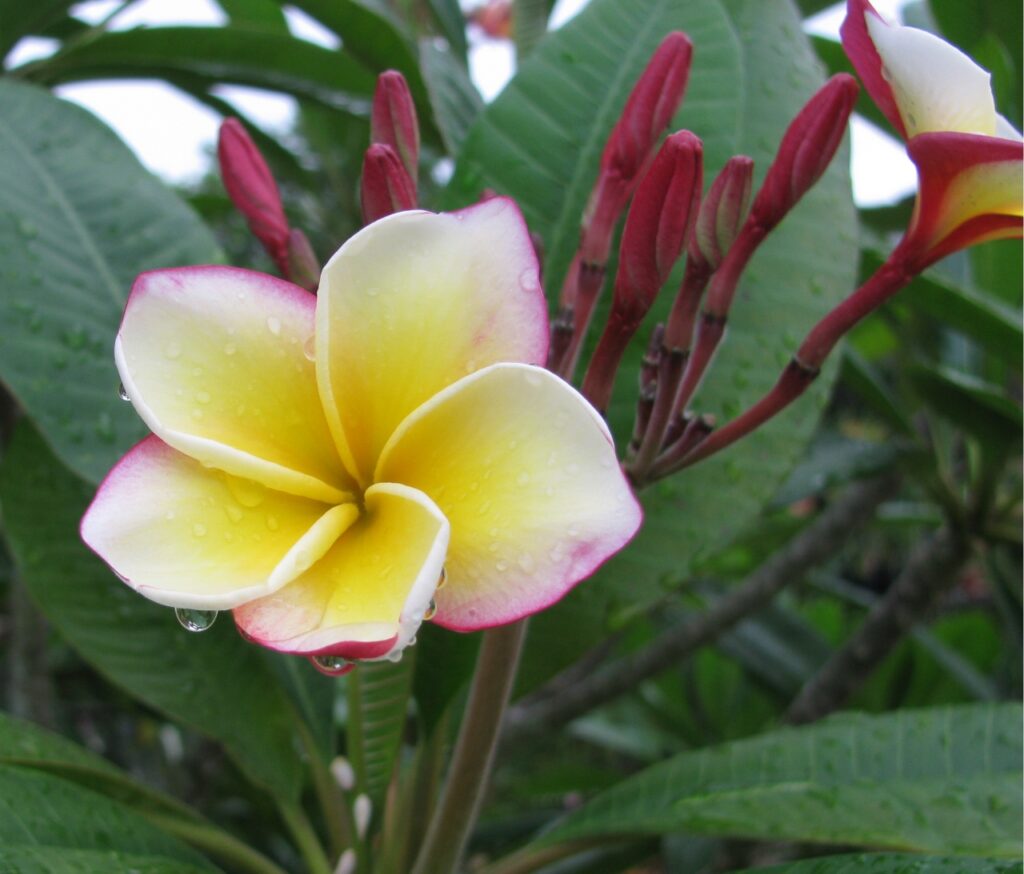 Ventiquattro plumeria photo