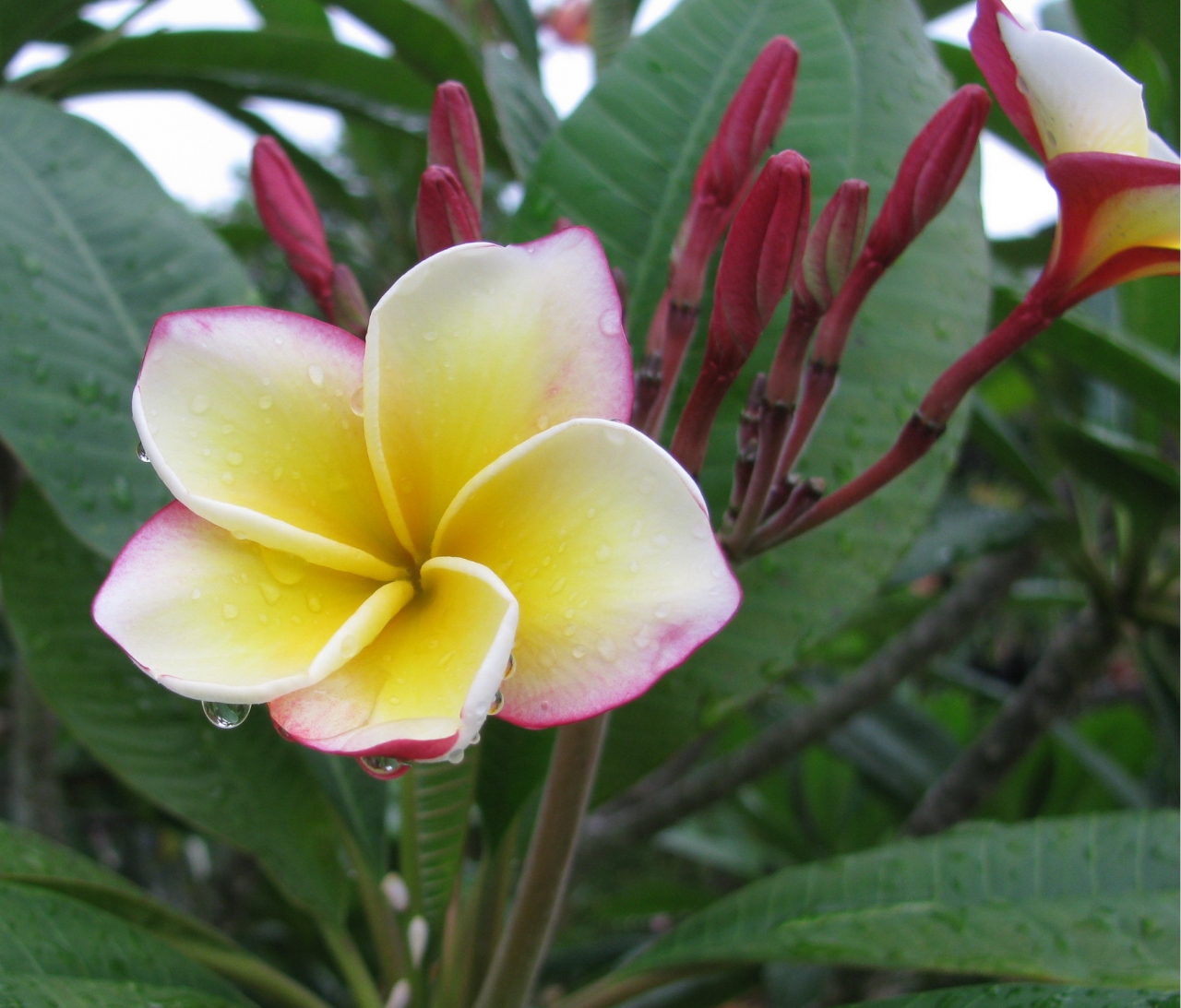 Ventiquattro plumeria photo