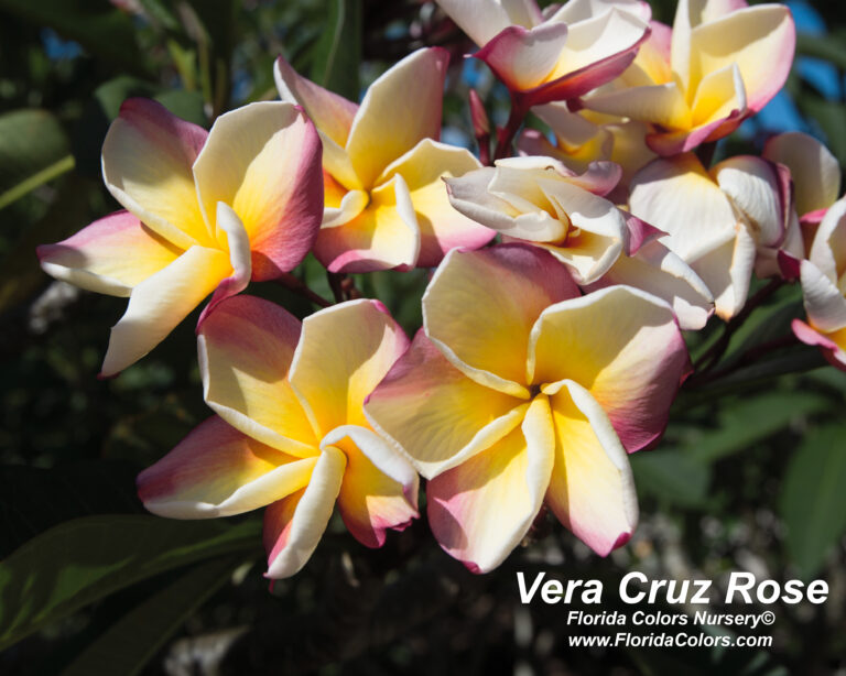Vera Cruz Rose plumeria photo