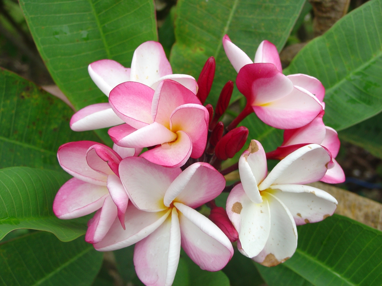 Veronica plumeria photo