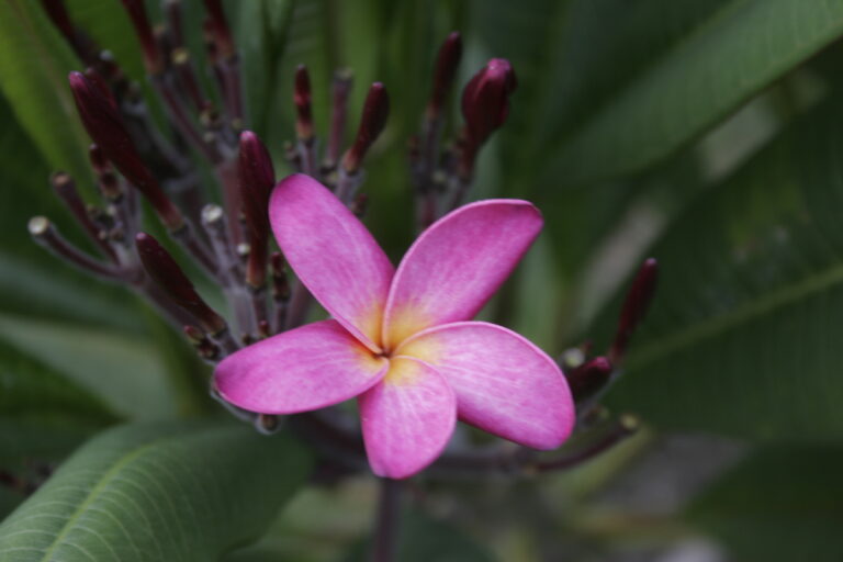 Violet Pink plumeria photo