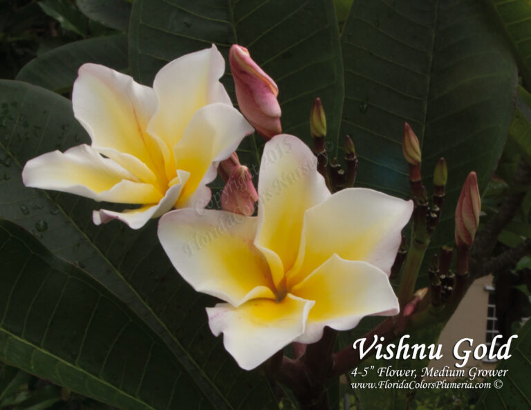 Vishnu Gold plumeria flower
