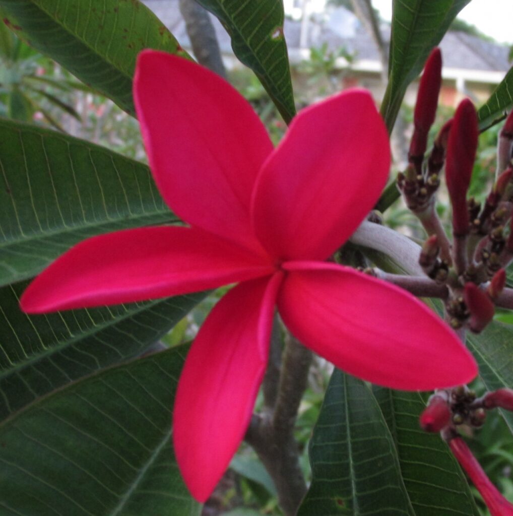 Vivace plumeria photo