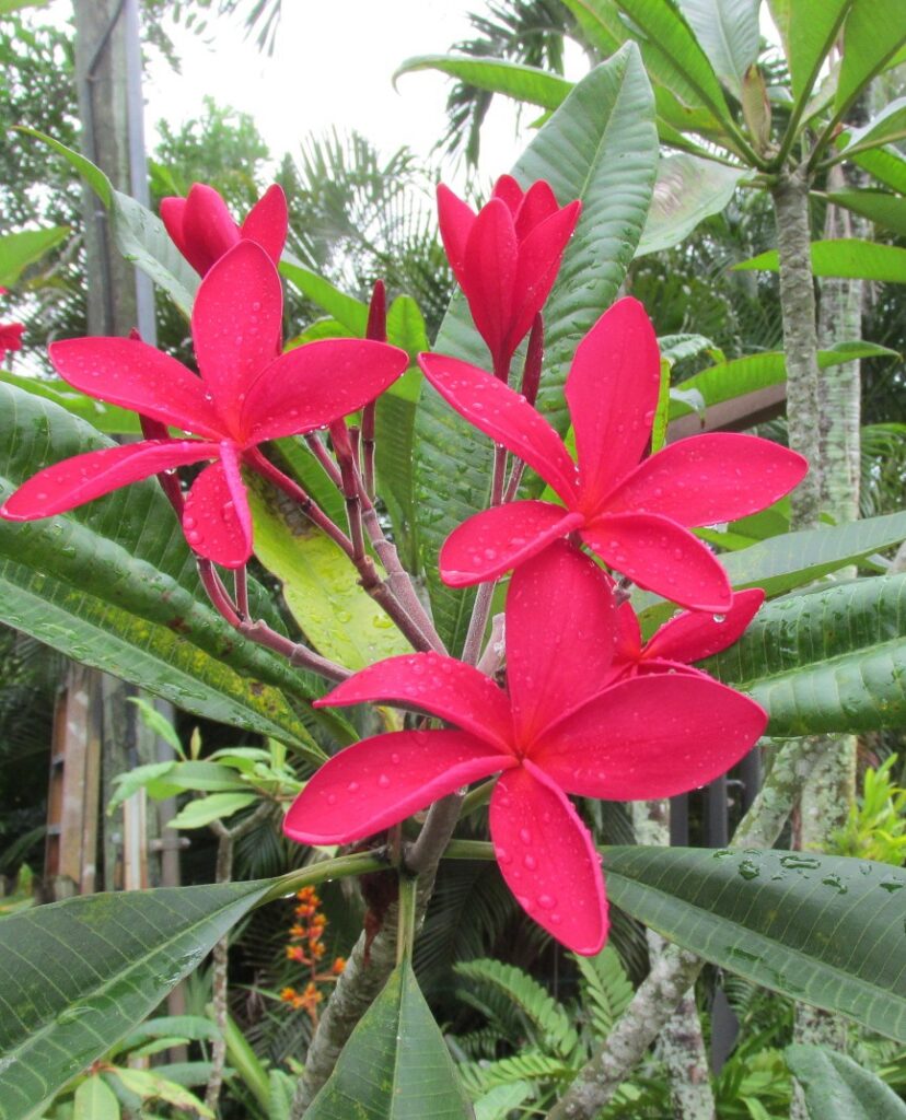 Vivace plumeria photo