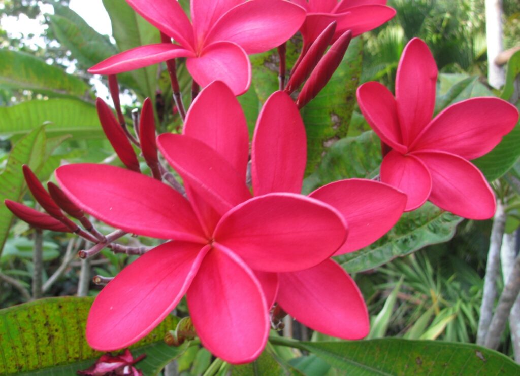 Vivace plumeria photo