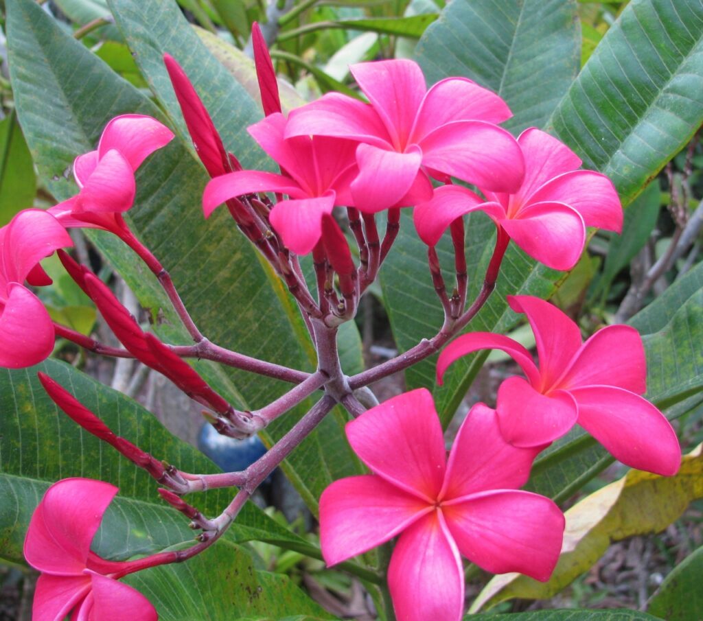 Vivace plumeria photo