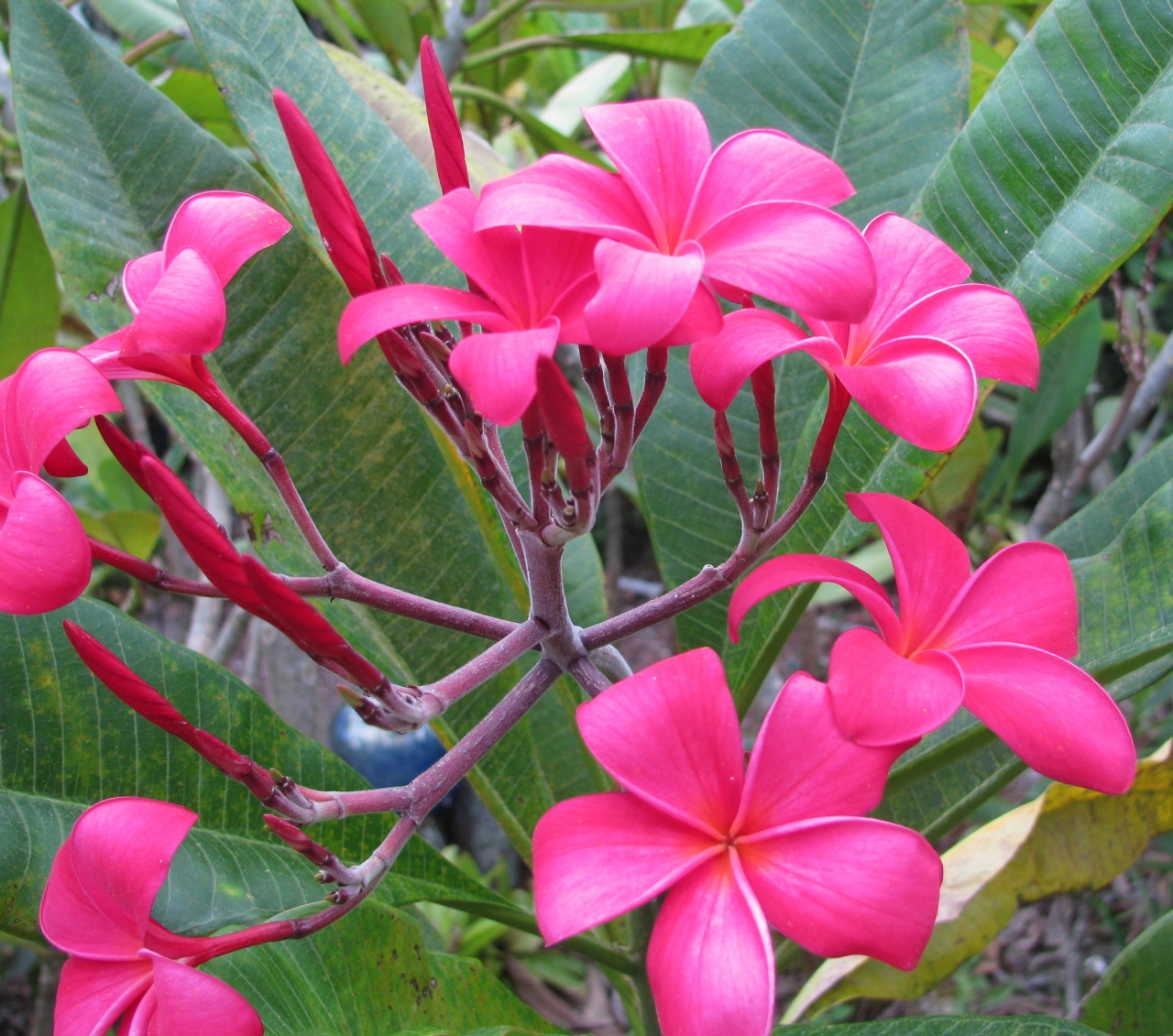 Vivace plumeria photo