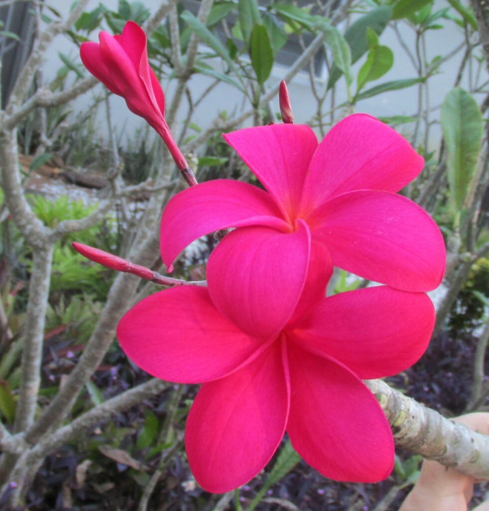 Vivace plumeria photo