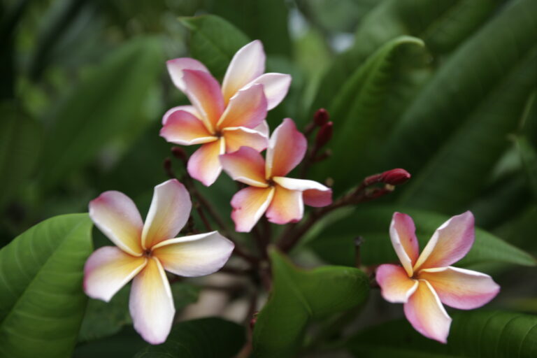 Volcano plumeria photo