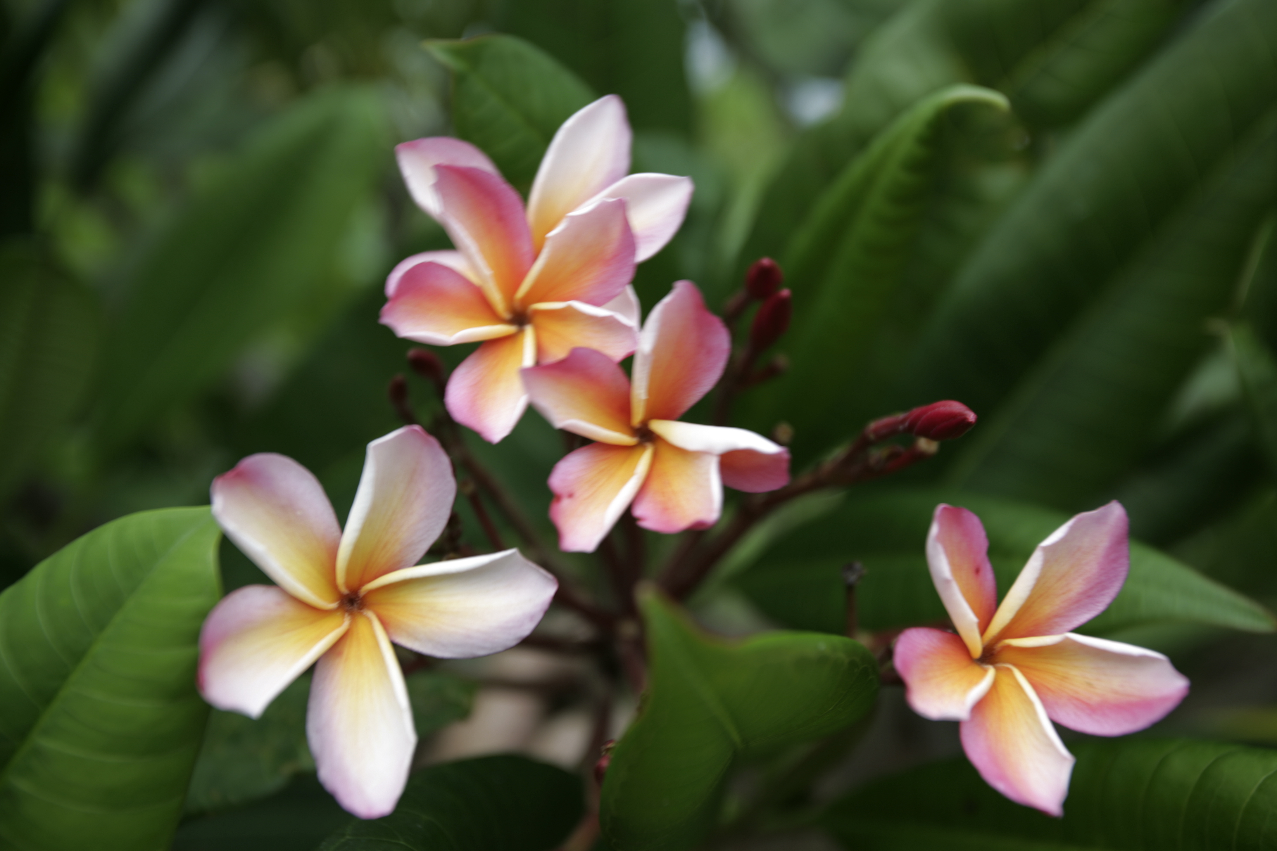 Volcano plumeria photo