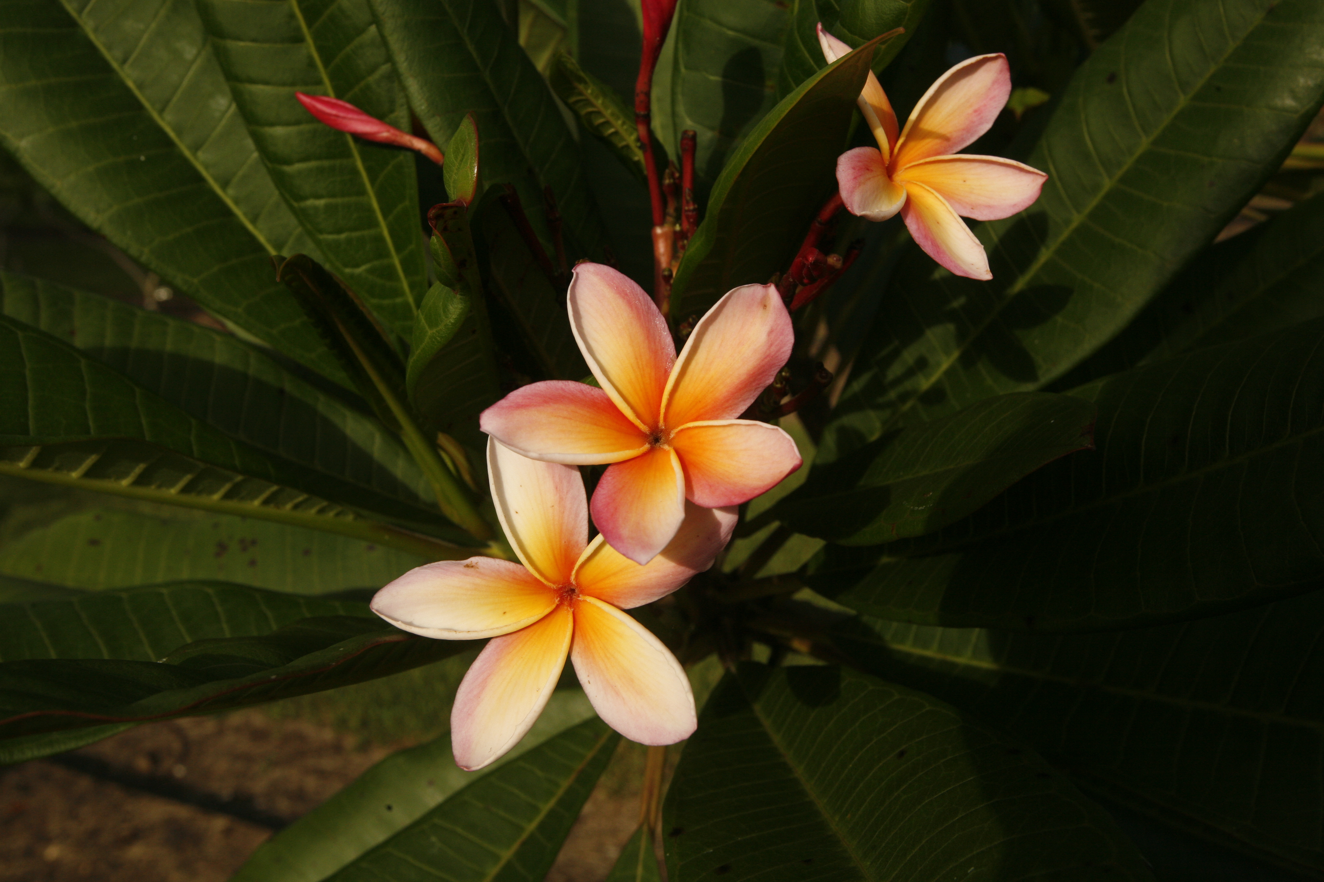 Volcano plumeria photo