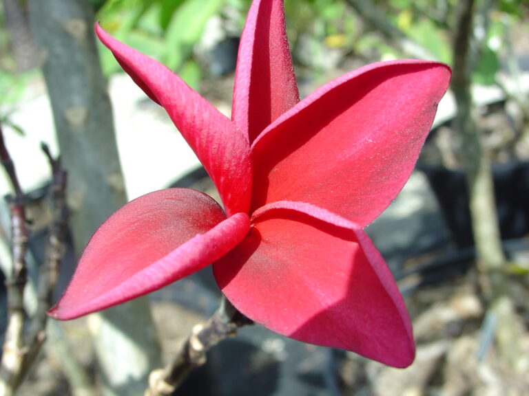 Wakwo plumeria photo
