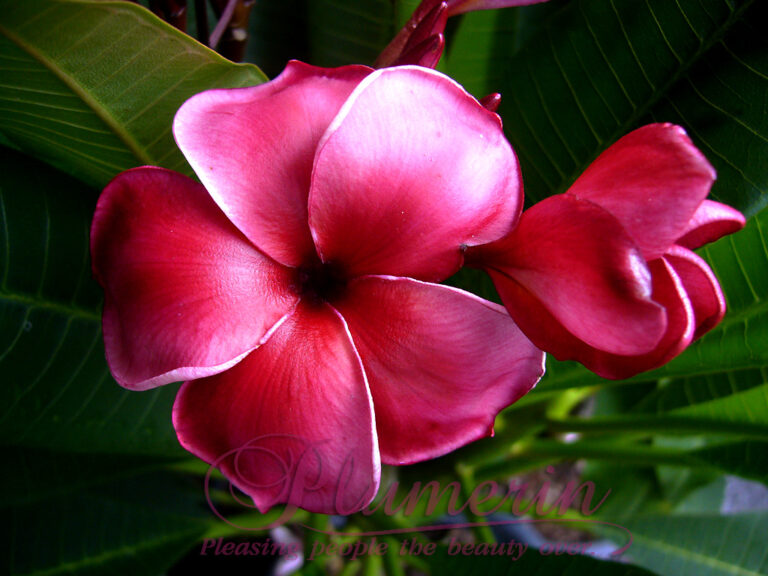 Waxy Red Rose plumeria photo