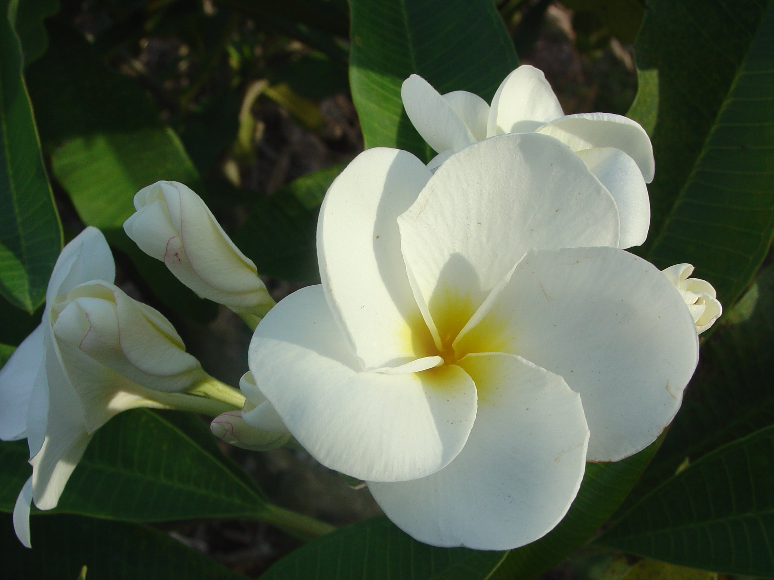 White Petticoat plumeria photo