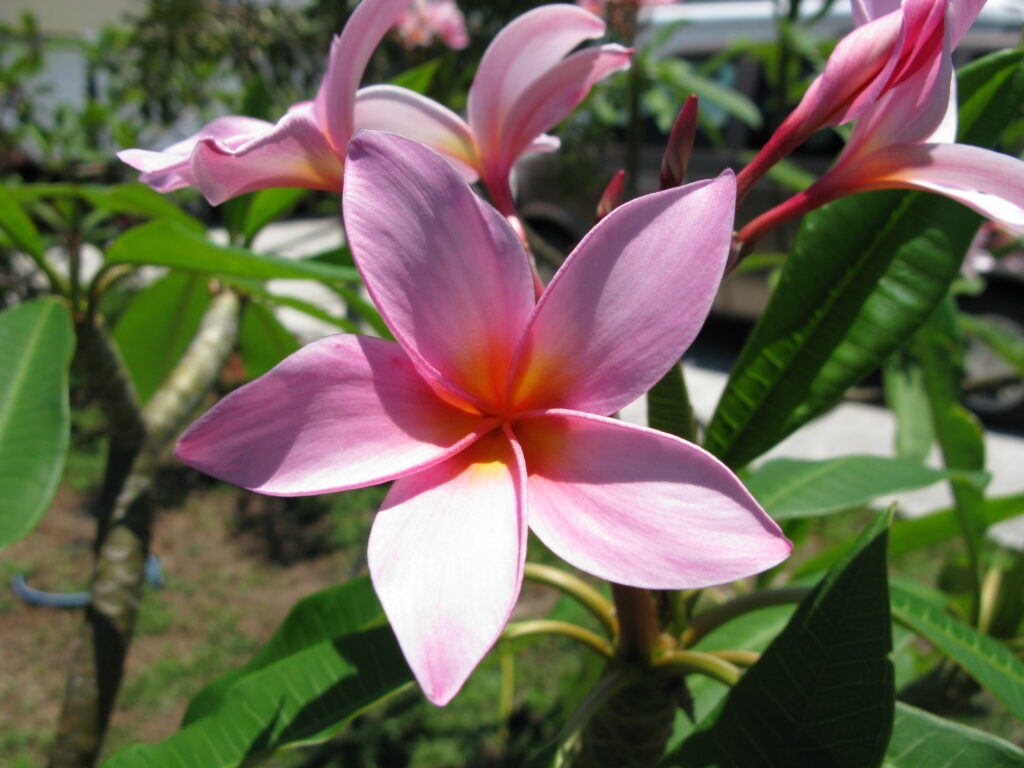Winnie F plumeria photo