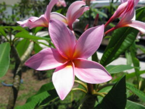 Winnie F plumeria
