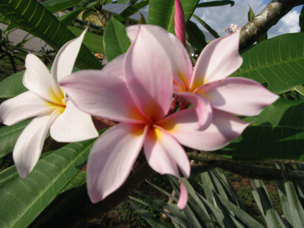 Winnie F plumeria photo