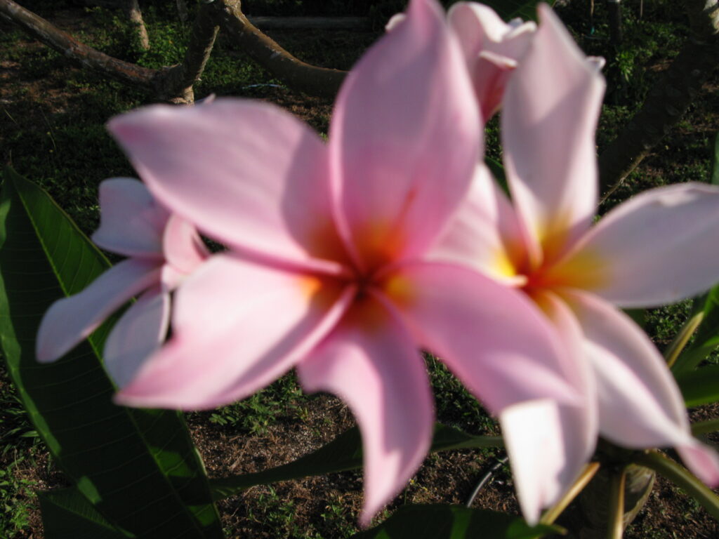 Winnie F plumeria photo