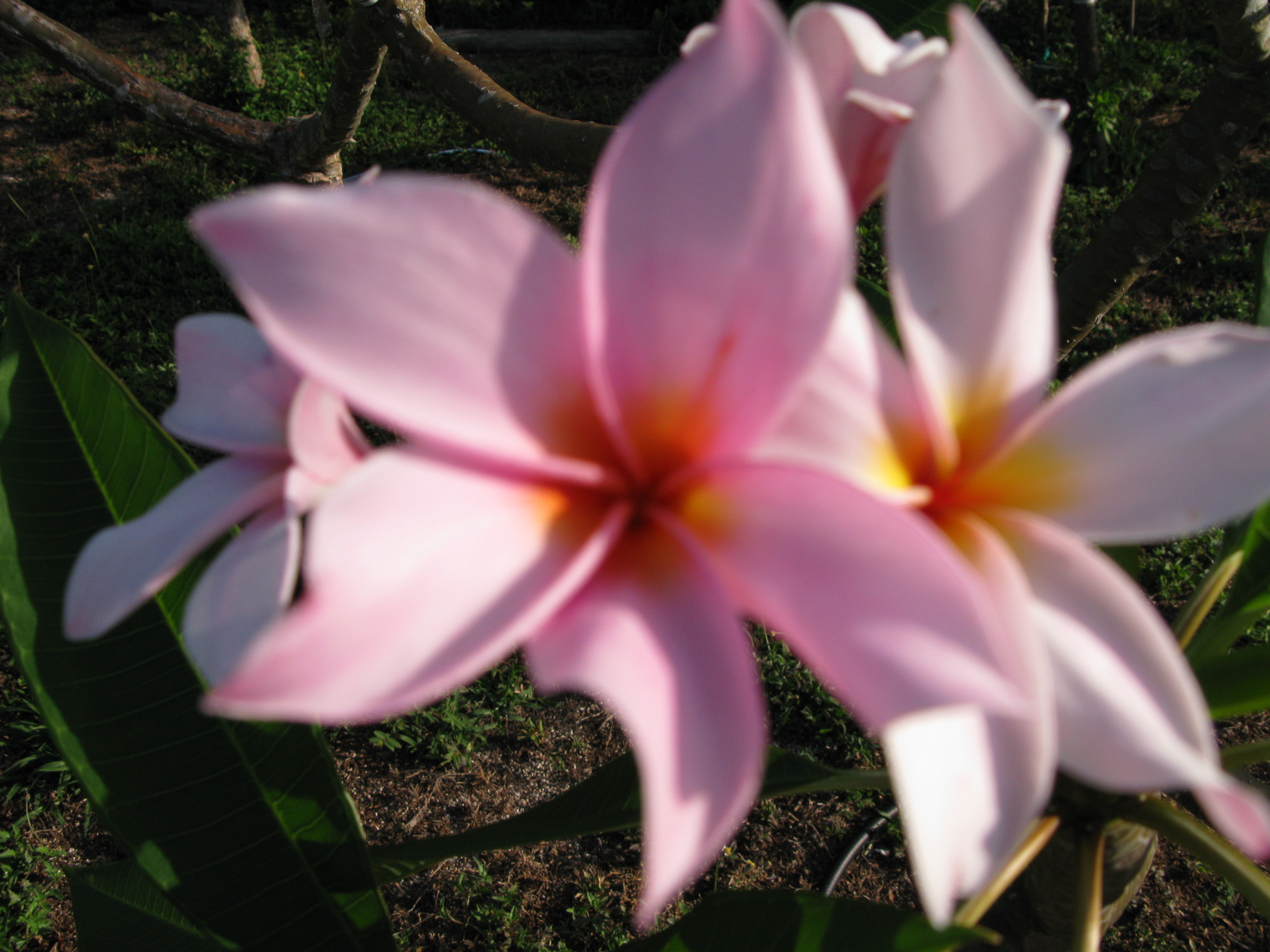 Winnie F plumeria photo
