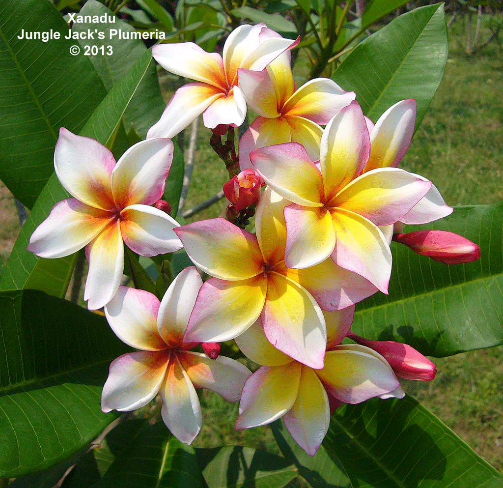 JJ Xanadu plumeria photo
