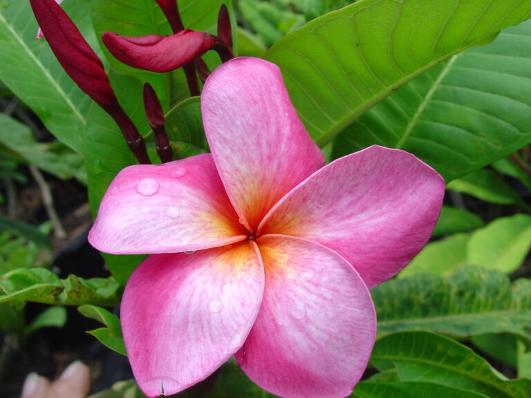 You Beaut Pink plumeria photo