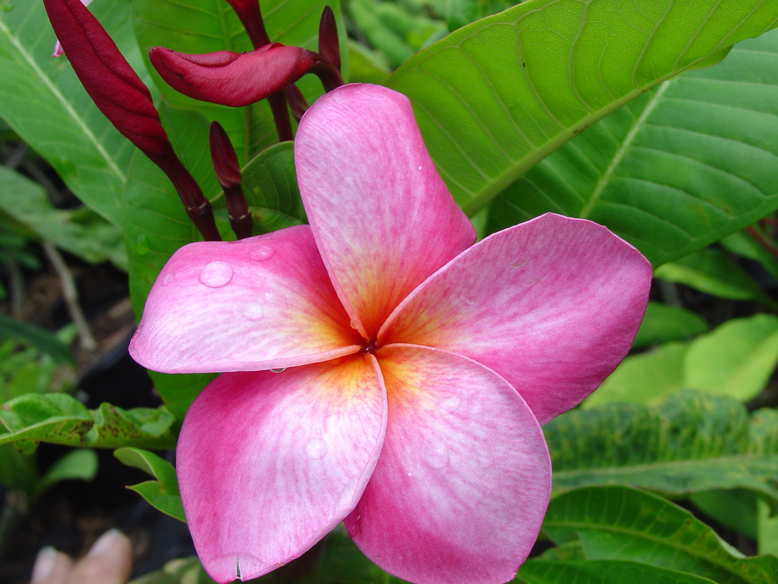 You Beaut Pink plumeria photo