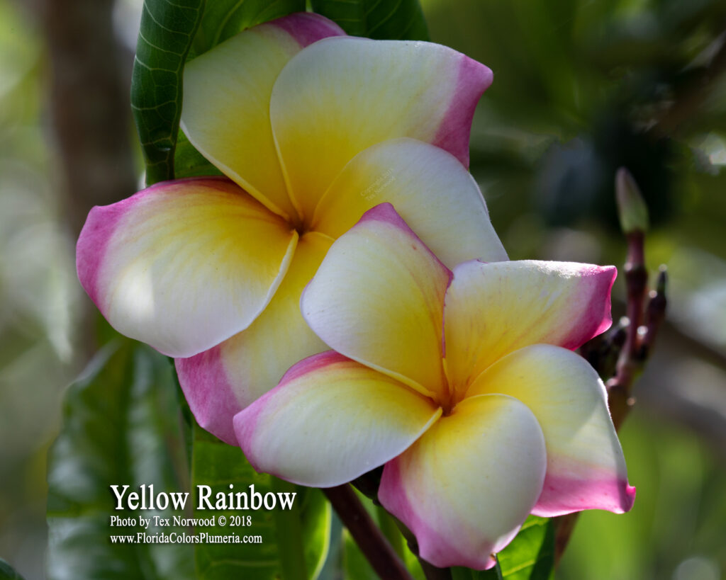 Yellow Rainbow plumeria photo