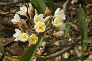 Yellow Shell plumeria