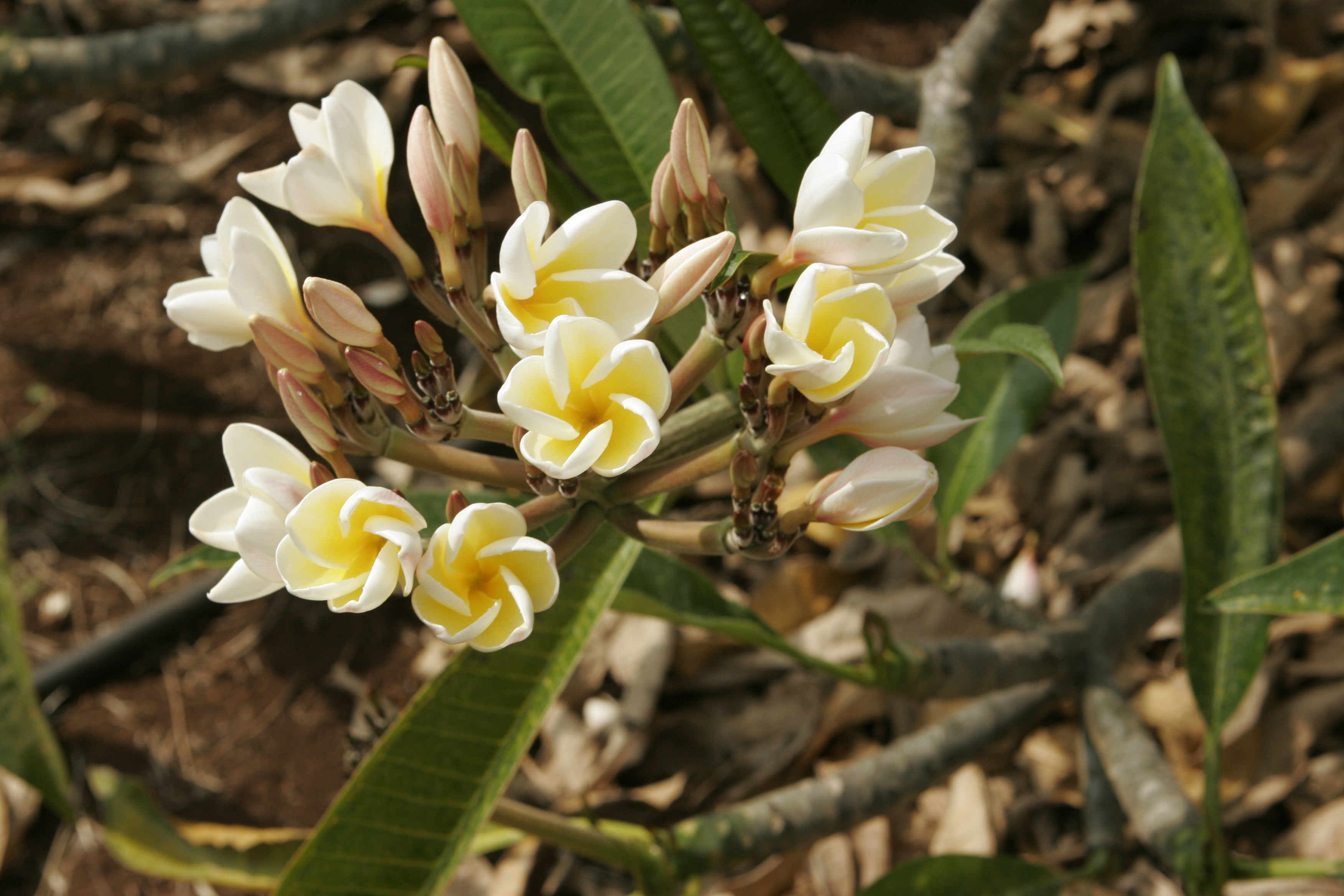 Yellow Shell plumeria photo