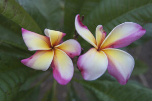 Yellow Rainbow plumeria photo