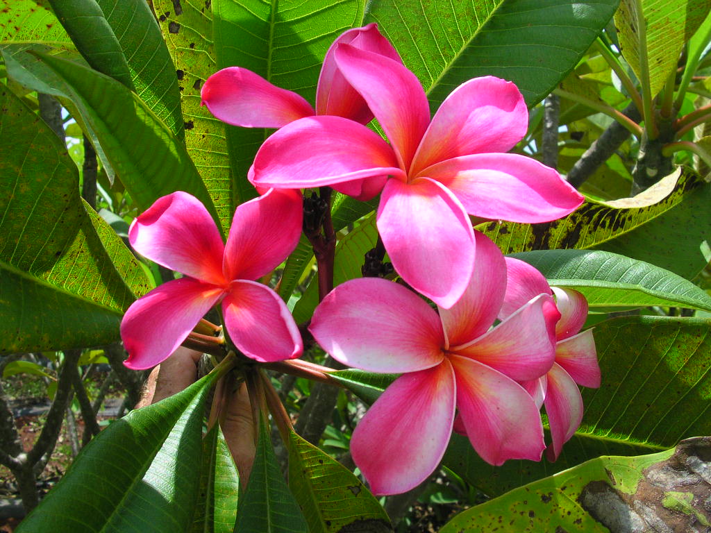 You Beaut Pink plumeria photo