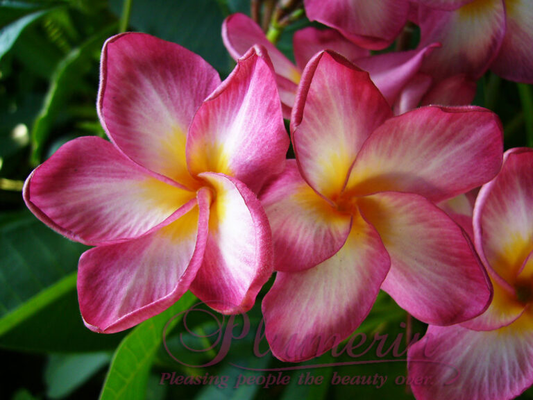 Butterfly Pink plumeria photo