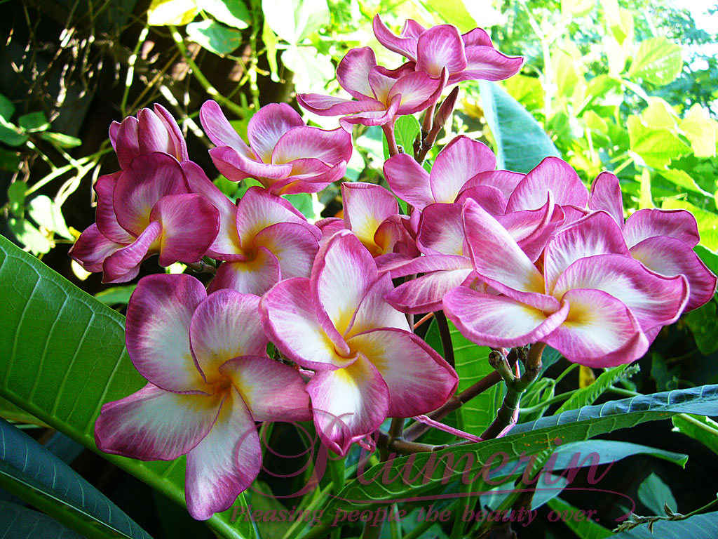 Butterfly Pink plumeria photo
