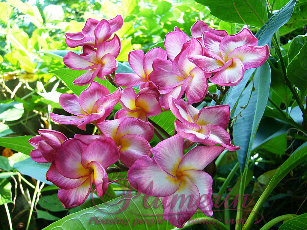 Butterfly Pink plumeria photo