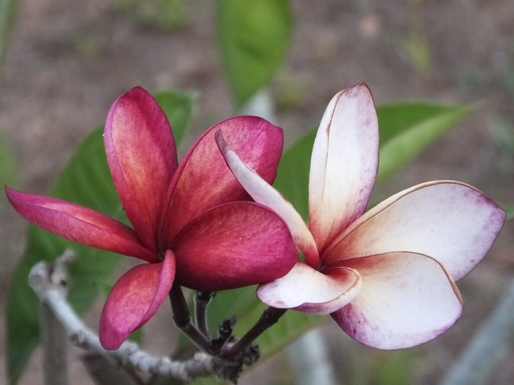 Blood Moon plumeria photo